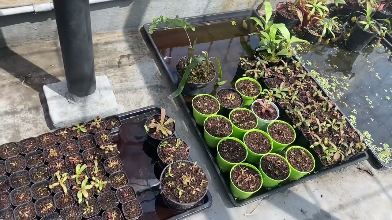 PANDUAN BIKIN GREENHOUSE SEDERHANA UNTUK NEPENTHES / KANTONG SEMAR  LOWLAND DAN DROSERA