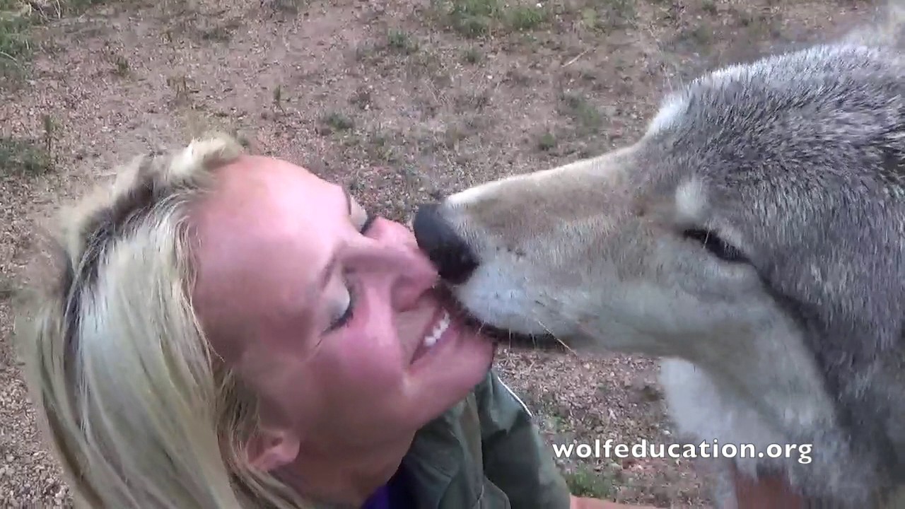Casey and the Wolves