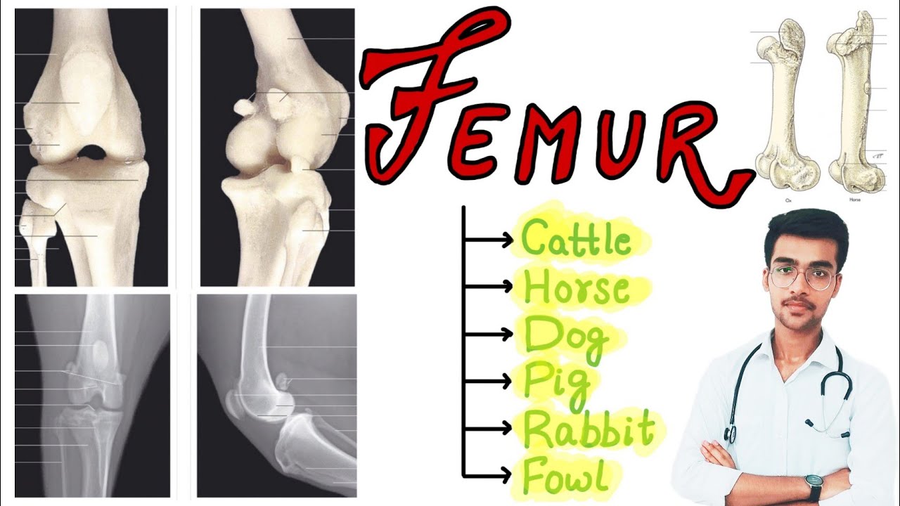 Femur,  How to study? || Species differences || Complete description 🔥🔥|| Aniket tyagi