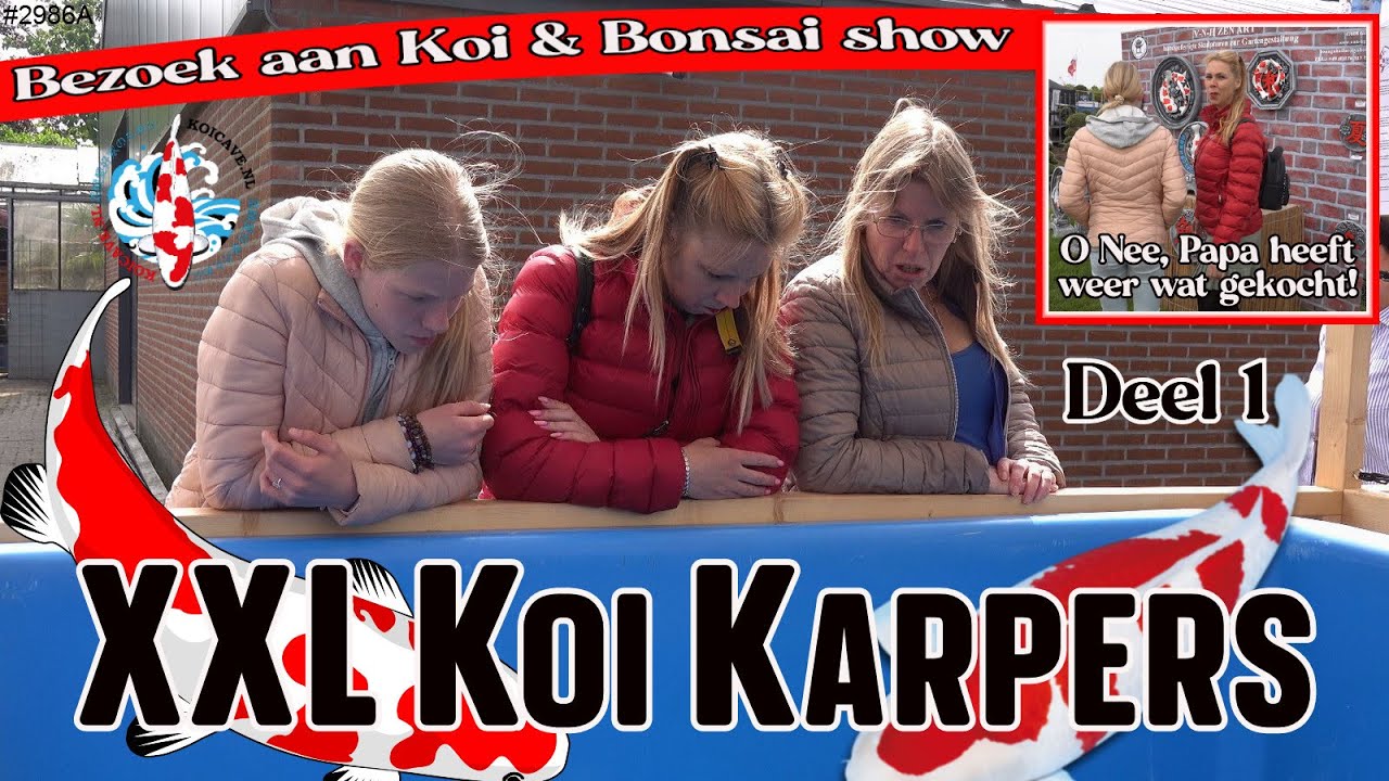 Bezoek aan KOICAVE KOI & BONSAI SHOW in Oudenbosch. MEGA XL Japanse Koikarper daar te vinden #2986A
