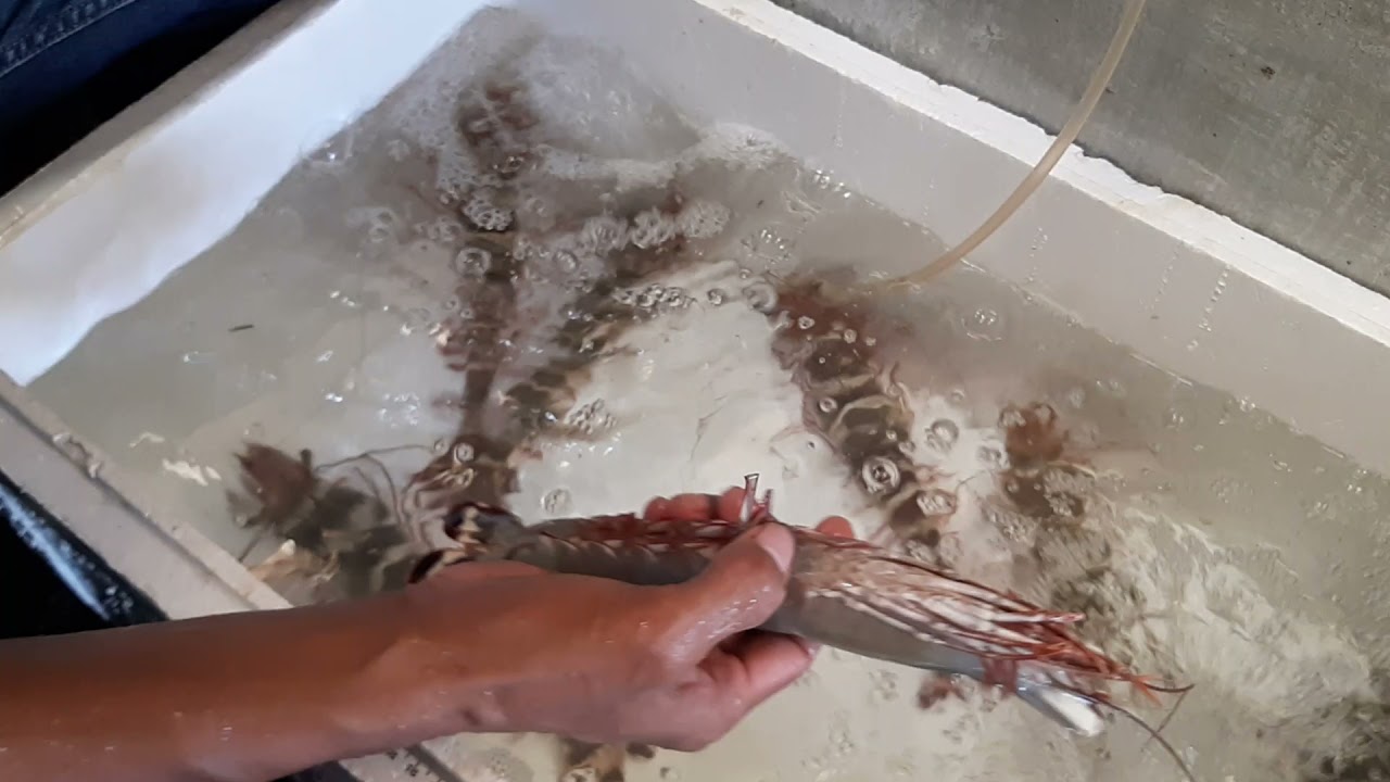 SELEKSI INDUK UDANG WINDU (INDUKAN POKOK) BERDASARKAN SNI 🦐🦐