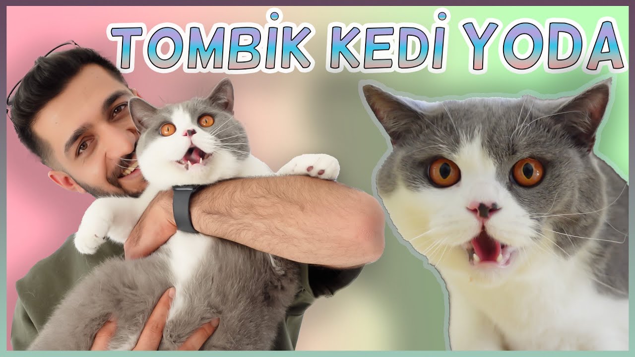 ŞİŞMAN KEDİ YODA AŞI OLDU!😻(Kilolu kedi)