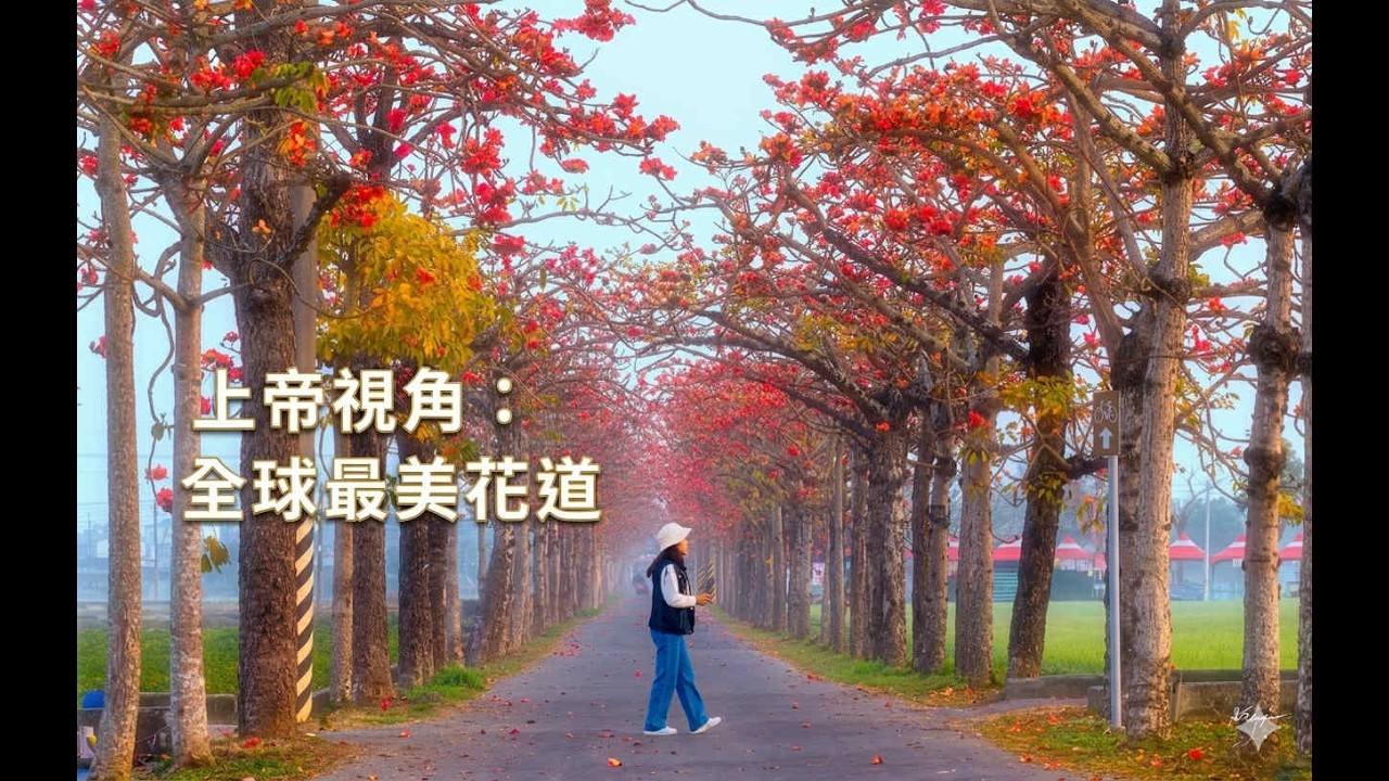 現在去最美！台南林初埤木棉花現況，早晨拍攝神級光影全紀錄 ｜ 4K極致空拍