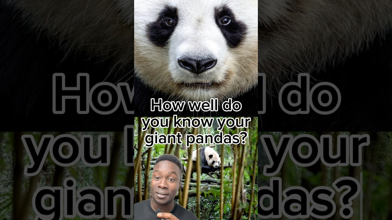 The most iconic bear in the world 🐼#Giantpanda #Giantpandas #Panda #Pandacub #Pandabear #Pandabears