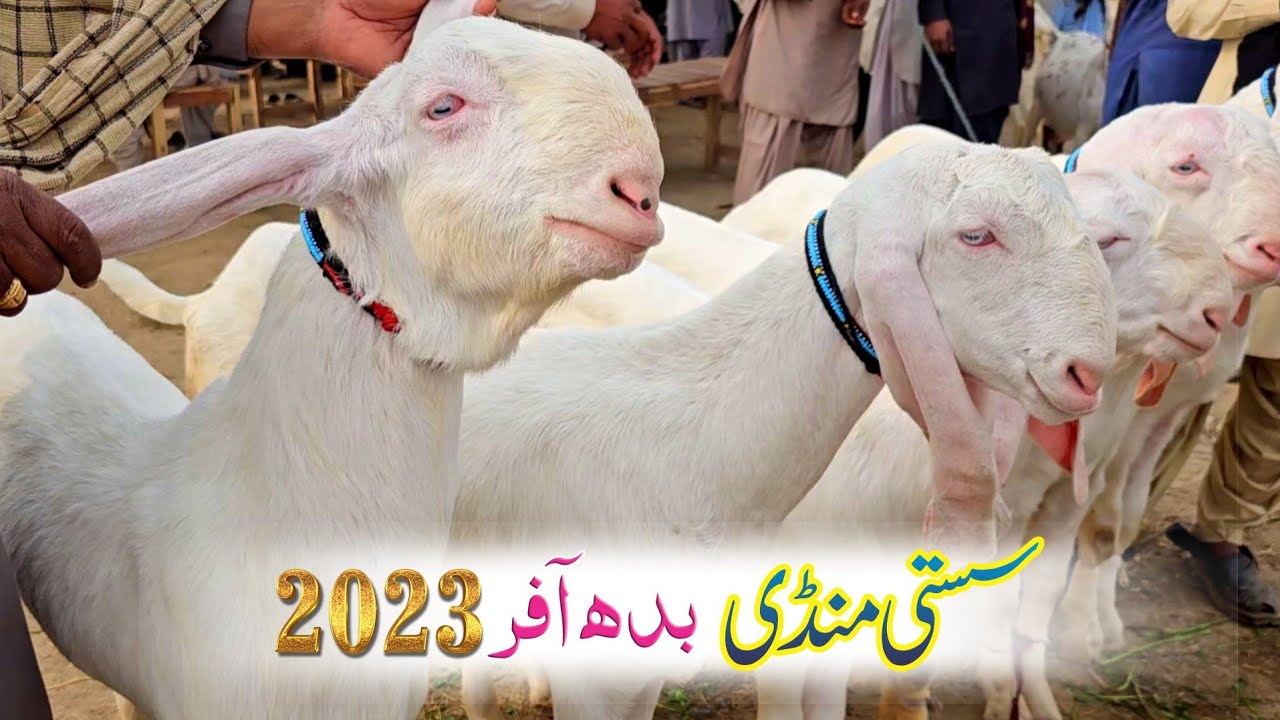 Rajanpuri Bakre Badi Mandi جانور بیچنے والے وہ پاری پریشان 03354746487