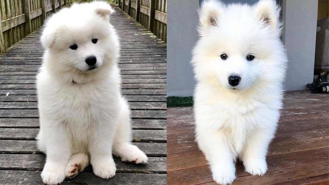 Cute & Funny Samoyeds Video Compilation 4K #14