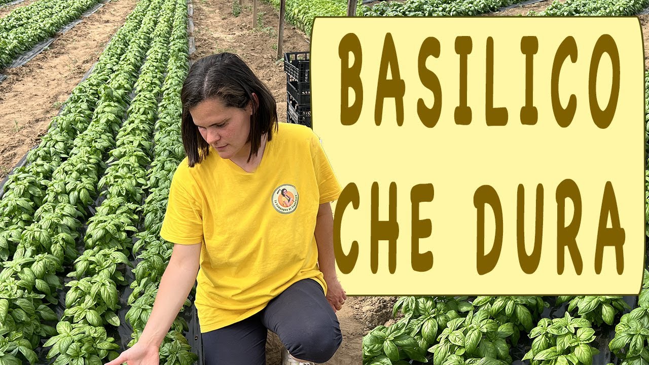 BASILICO come averlo SEMPRE BELLO