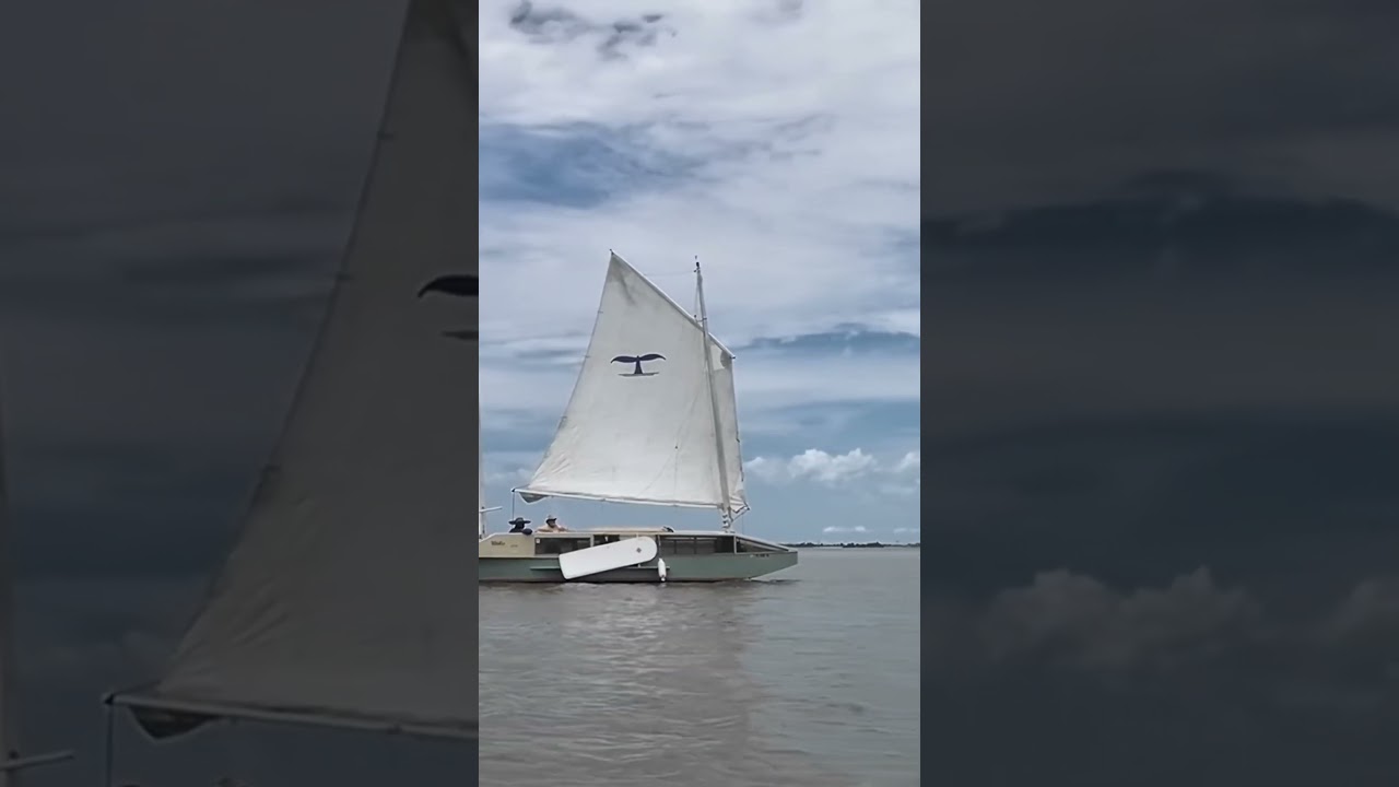 Whale Watcher Sailboat 