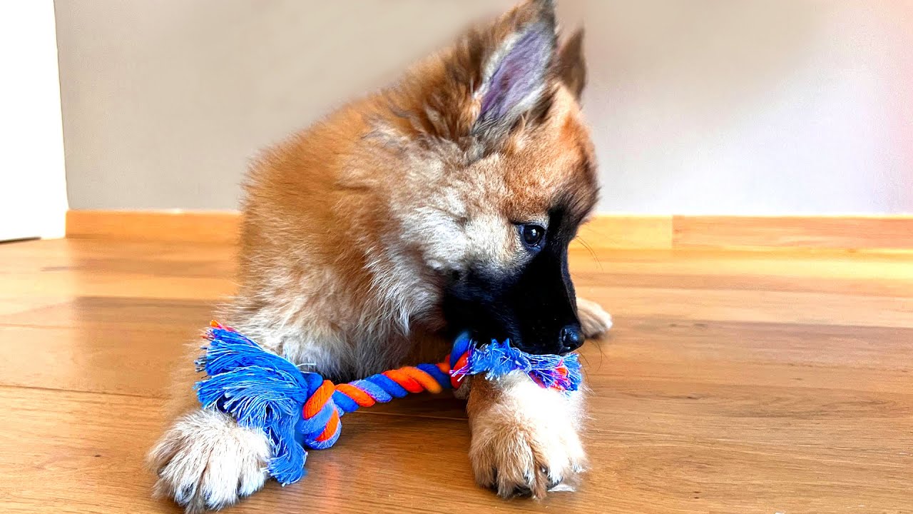 HO COMPRATO 100€ DI GIOCHI AL NOSTRO CANE - CHEDDAR