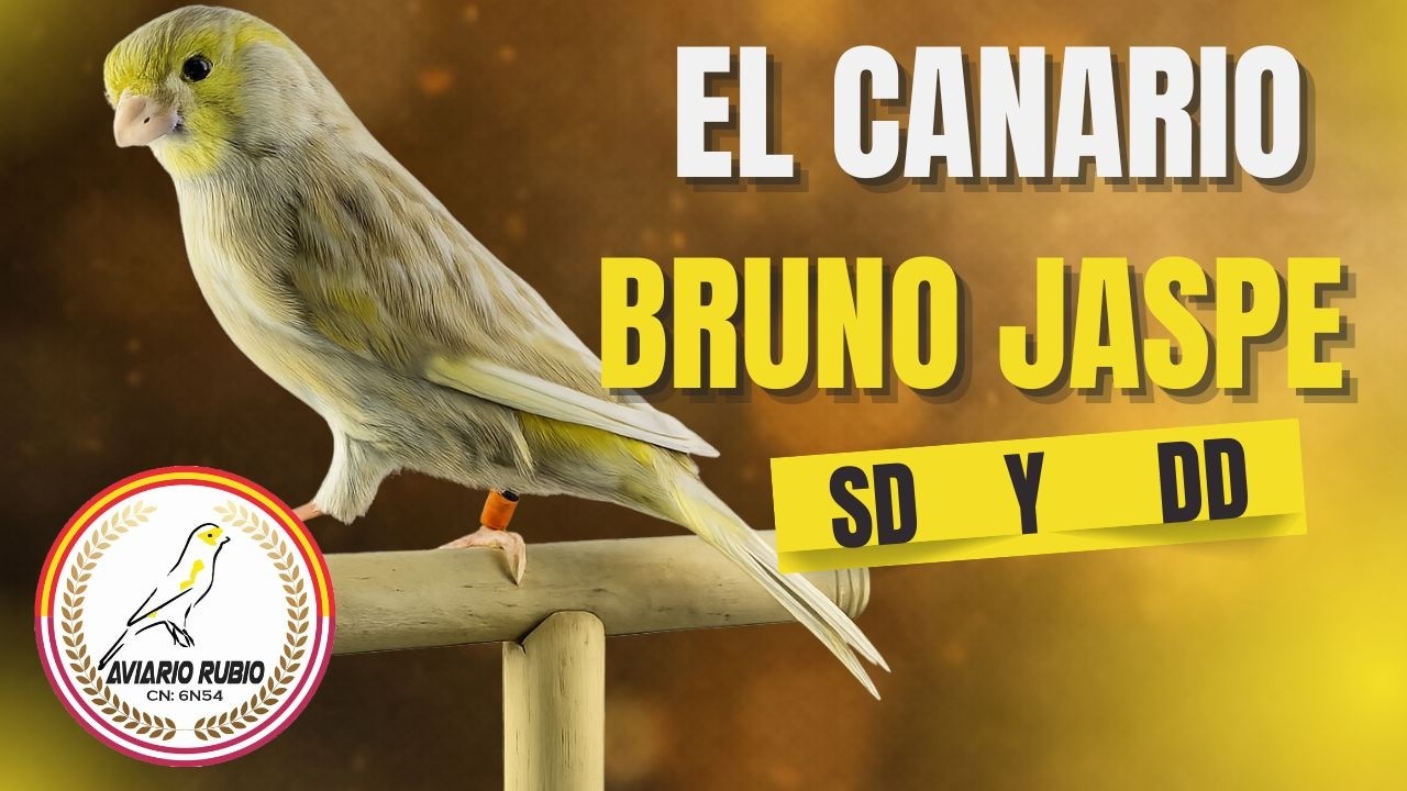 El canario BRUNO JASPE (SD Y DD) - Aviario Rubio @aviariorubio