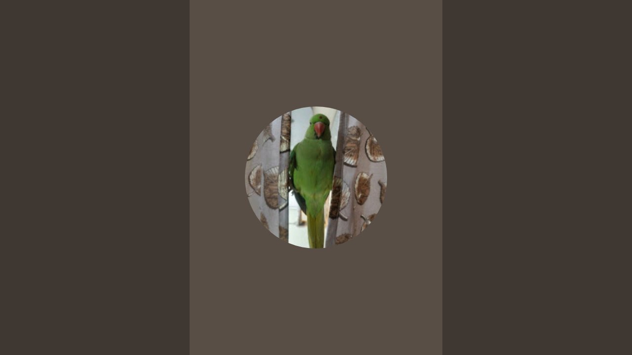 मिट्ठू का डेली ब्लॉक आते रहेगा 🥰🦜 is live!