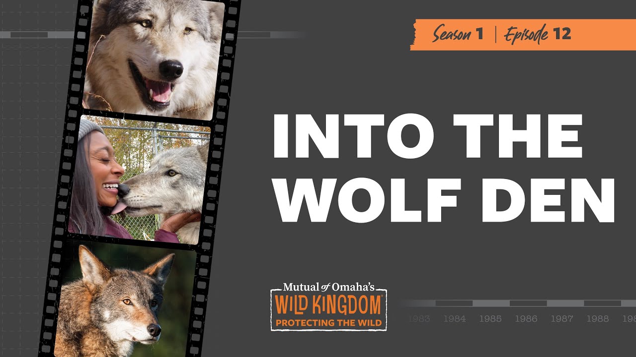Into the Wolf Den Clip | Mutual of Omaha's Wild Kingdom Protecting the Wild