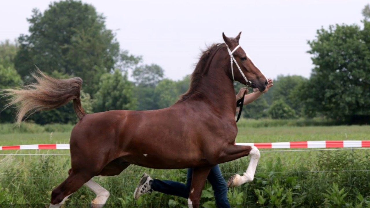 Jaaroverzicht 2017 Fanita Hoeve
