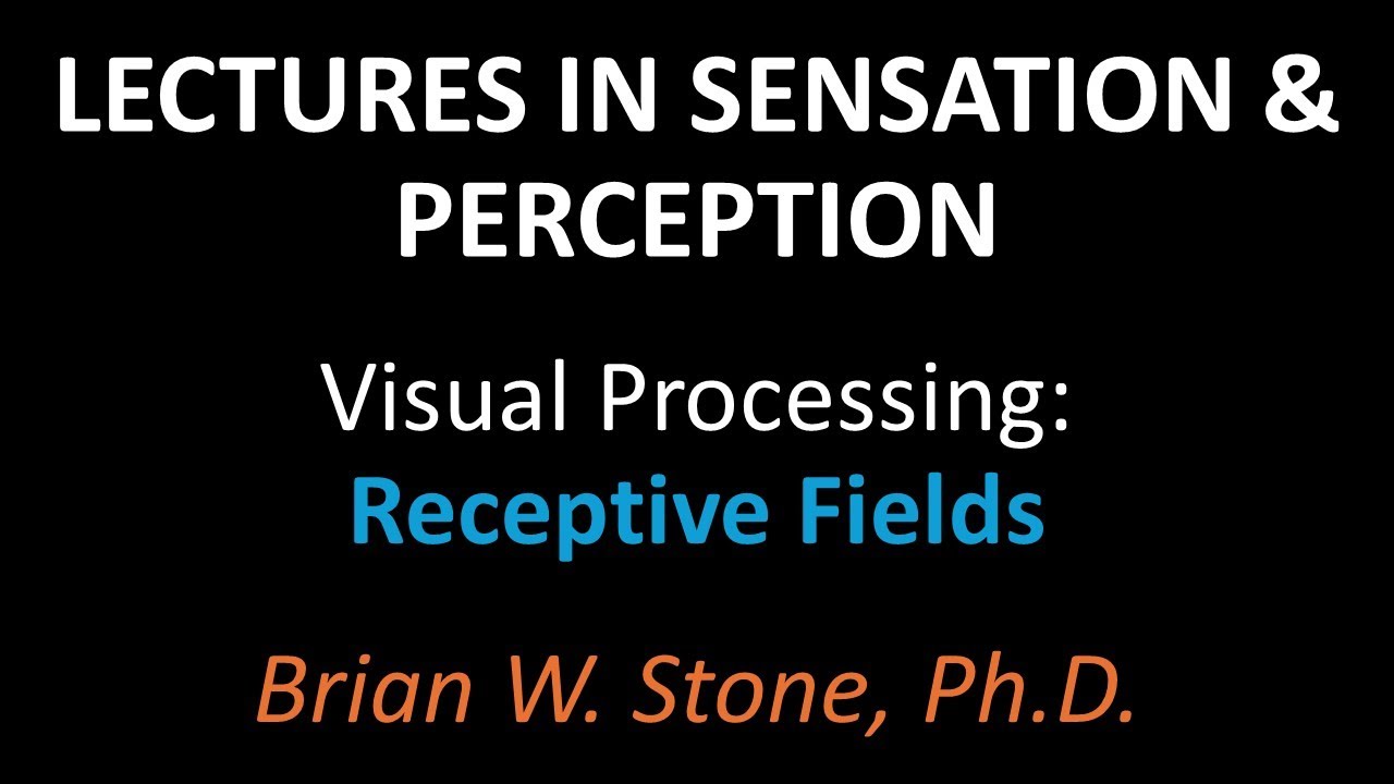 Sensation and Perception - Visual Processing Pt1 - Receptive Fields