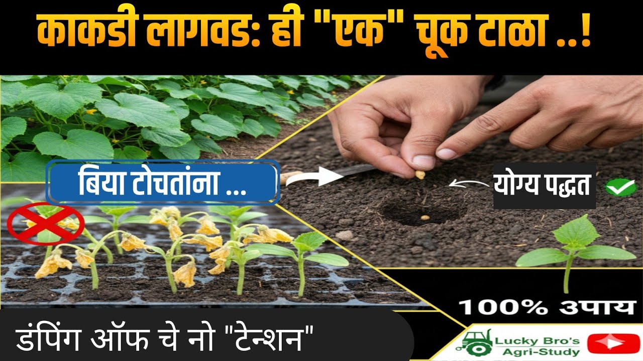 काकडी लागवड: बिया टोचताना ही 'एक' चूक टाळा! | डंपिंग ऑफ (Damping off) चे १००% उपाय आणि खत व्यवस्थापन