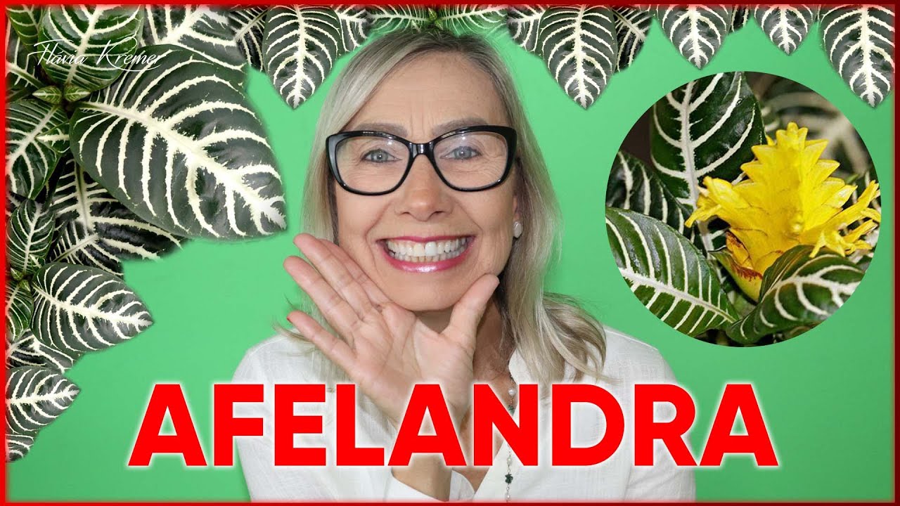 🌾Como cuidar da PLANTA AFELANDRA 🌾💚🌾 | Flávia Kremer