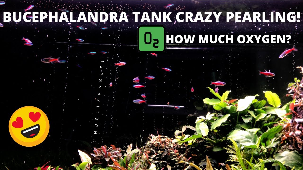 PEARLING MADNESS IN BUCE TANK! (RELAXING PLANTED AQUARIUM)