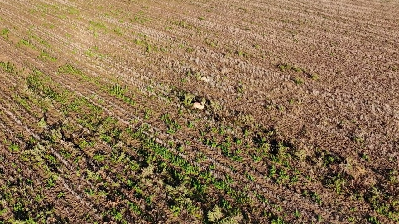 DJI Neo. Zero degrees. Wild Deer.