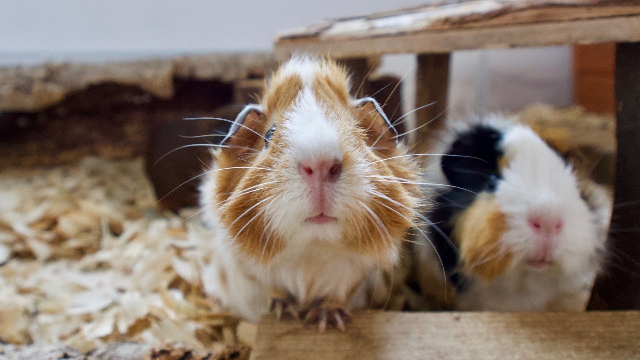 Morning Life of the Guinea Pigs ʕ•́ᴥ•̀ʔ (family of 5)