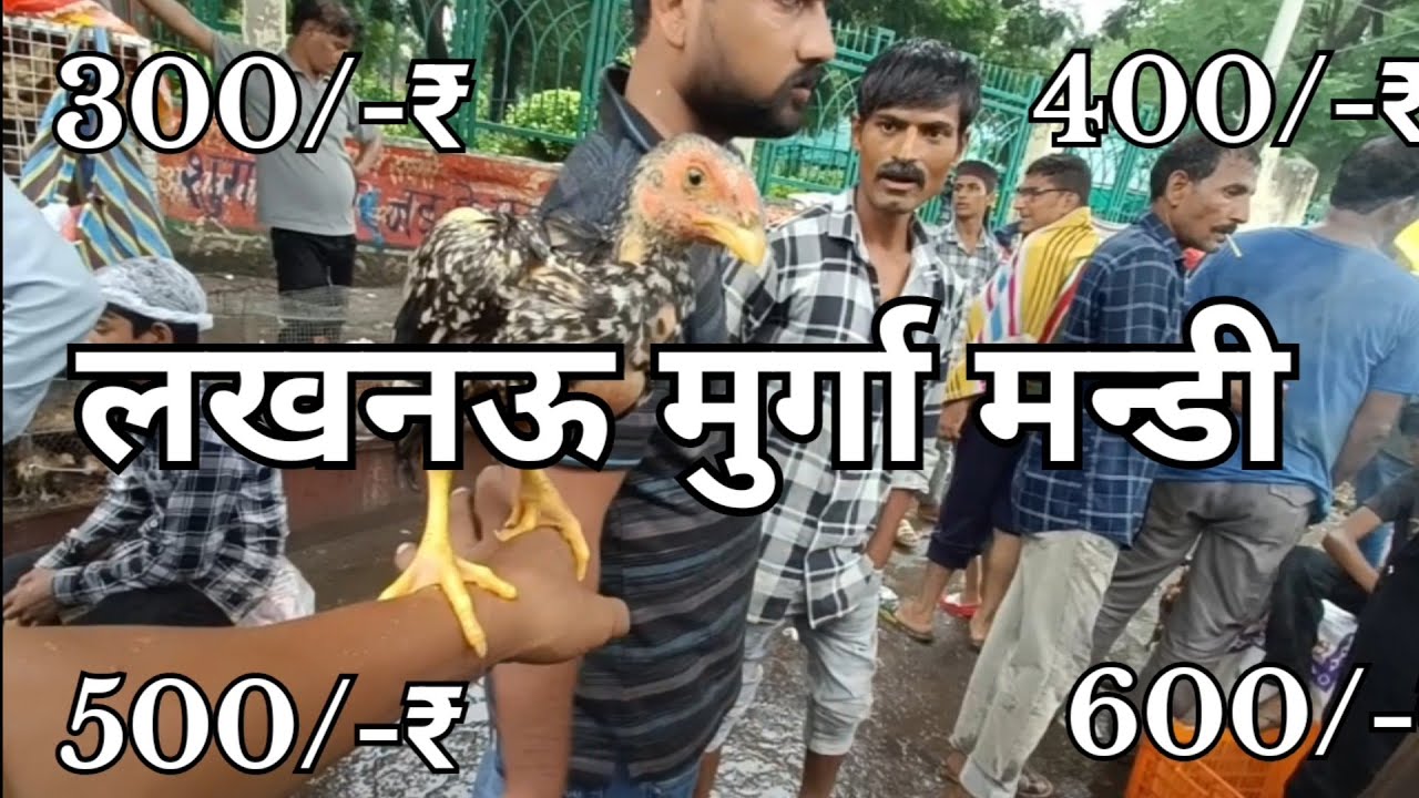 Lucknow murga mandi || Pets and animals market..😱