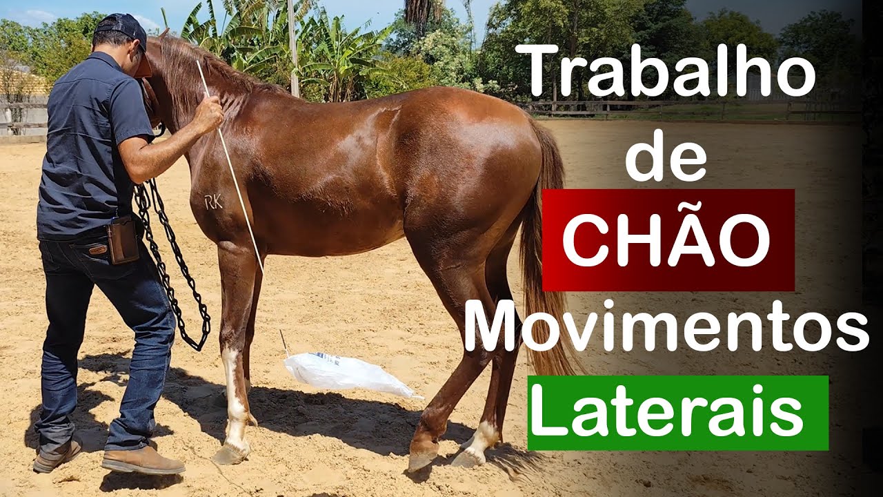 “Trabalho de Chão: a Base que Transforma o Comportamento e a Performance do Cavalo”