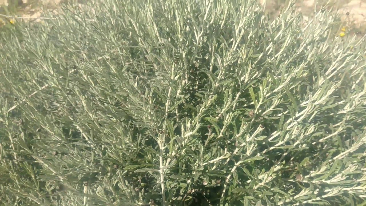 Bu bitkinin adı nedir kıra&ccedil; topraklarda yetişen endemik bitki t&uuml;rleri Toroslarda yetişen bitkiler