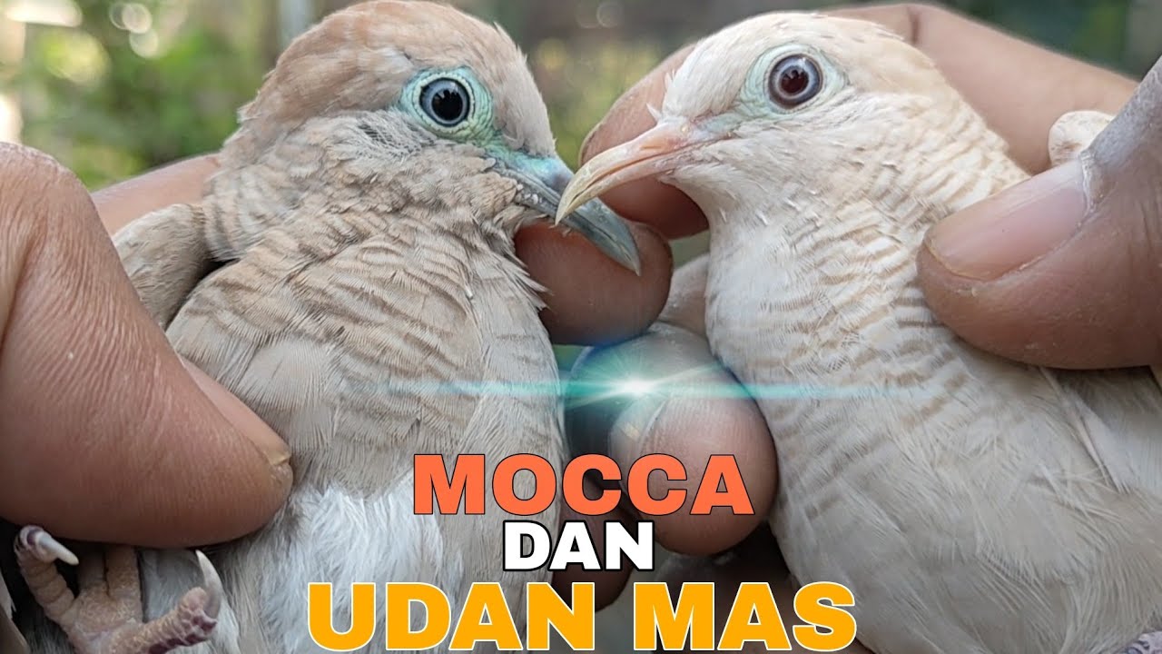 PERBEDAAN PERKUTUT MOCCA DAN UDAN MAS