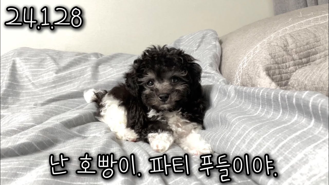 아기 실버파티 푸들 호빵이의 