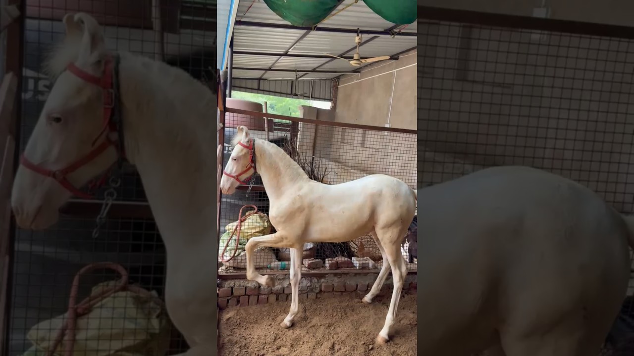नुकरा Colt For Sale 🥳🐴💪