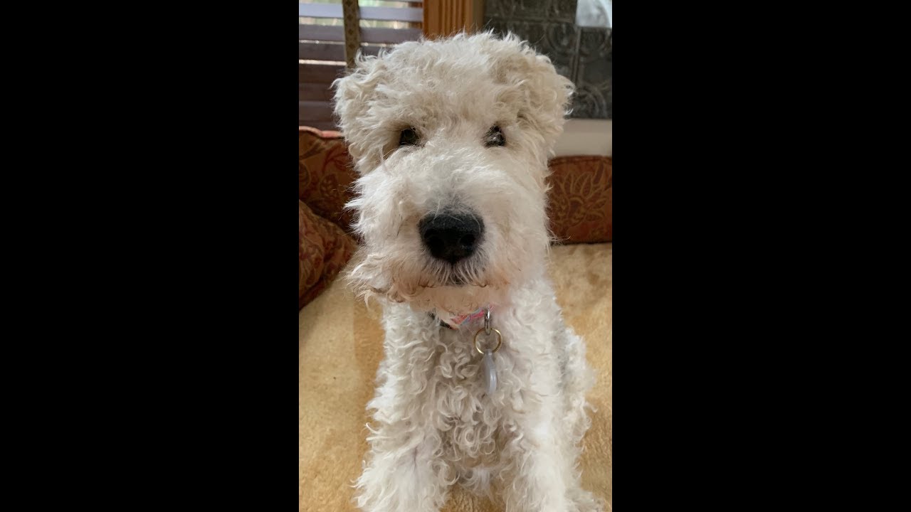 RAINBOW IS RESCUED - ABANDONED WIRE FOX TERRIER GIRL
