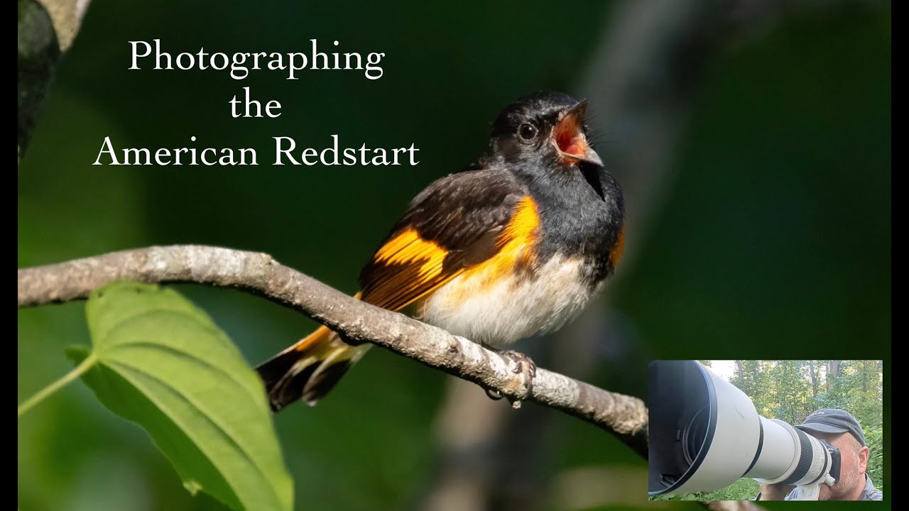 Photographing Small Birds- The American Redstart!