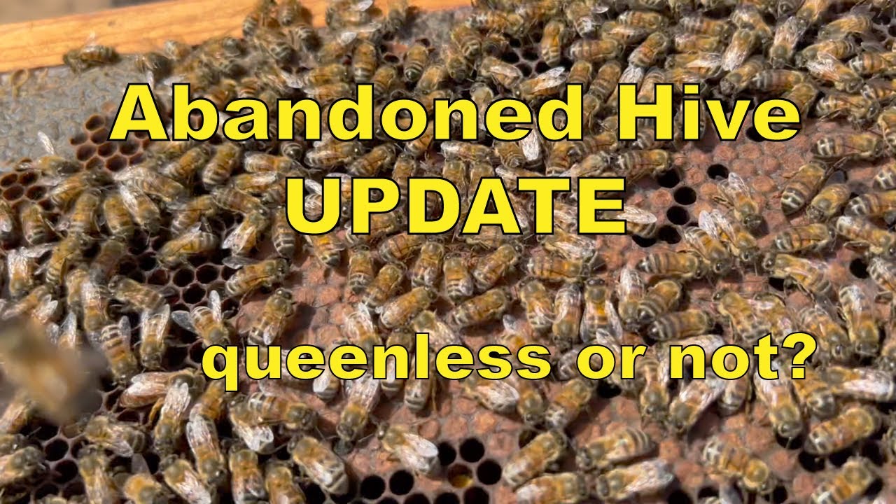 Abandoned Beehive Update - Queenless or not we find out if these honey bess rebounded or not