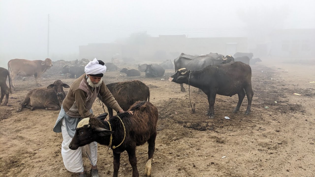 Buffalo farming morning routine village life vlog.