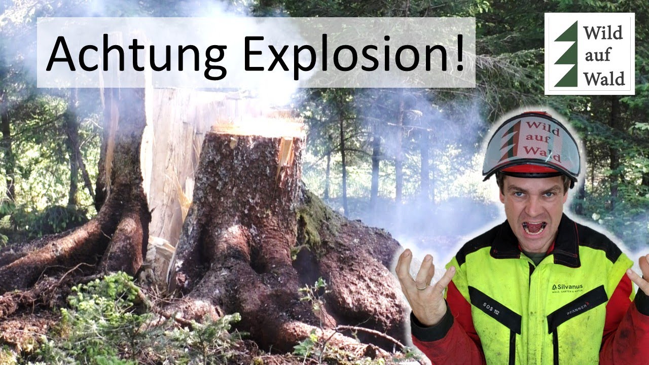 🌲Baumstümpfe weggesprengt! 💥GEWALTIGE Sprengung für den Weltrekord #wildaufwald