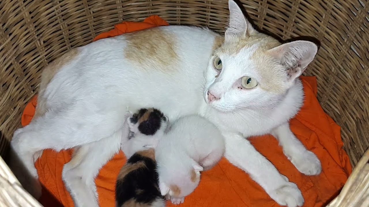 Very good mom cat giving a good care for beloved baby kittens
