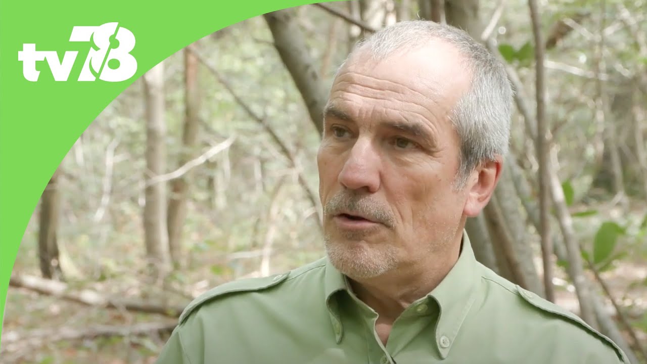 Tous en for&ecirc;t revient pour une 3&egrave;me &eacute;dition dans les Yvelines