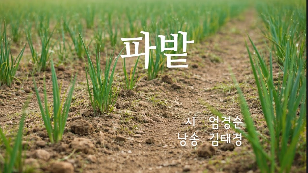 파밭 | 2025 현대경제신문 신춘문예 시 대상 | 엄경순 | 시낭송 김태경