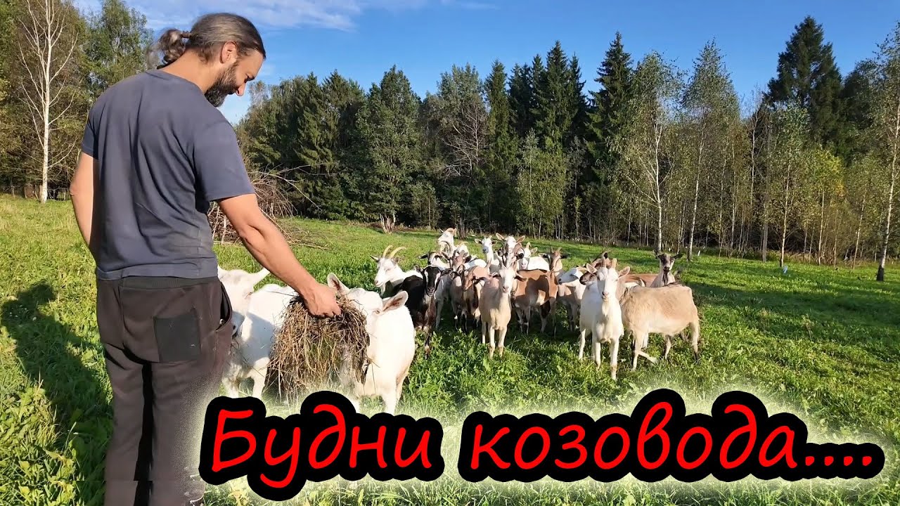 Куда пропал Лёня? // Что нового // Как живется в деревне одному // Будни козовода // ХУТОР У ЛЯВОНА