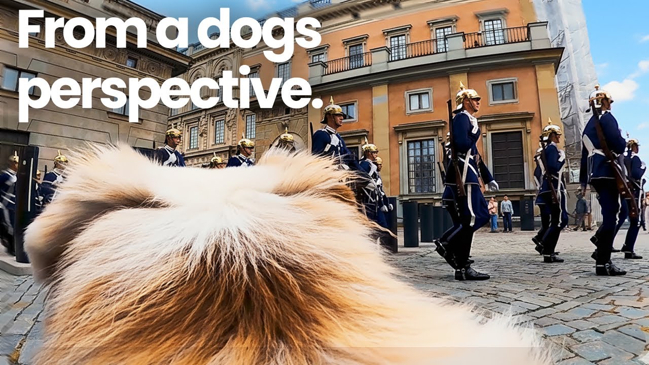 Dog POV: Walking Through Stockholm’s Old Town