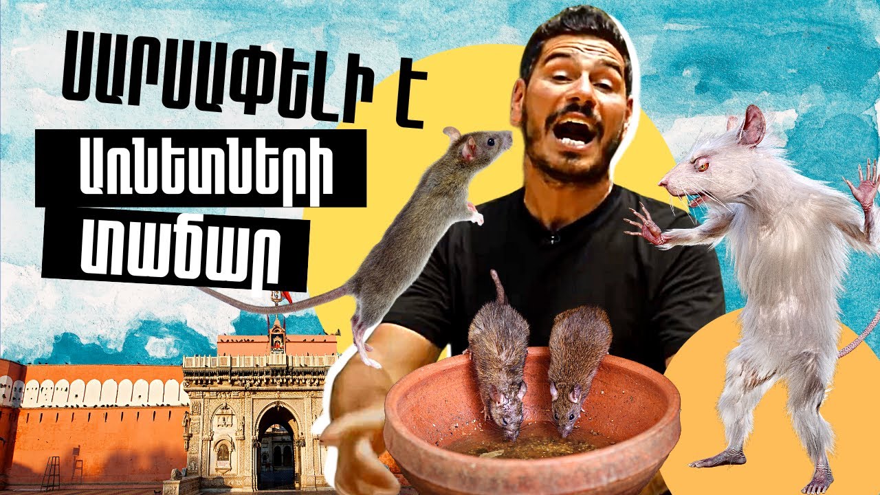 Առնետների տաճար ՝ ՍԱՐՍԱՓԵԼԻ Է