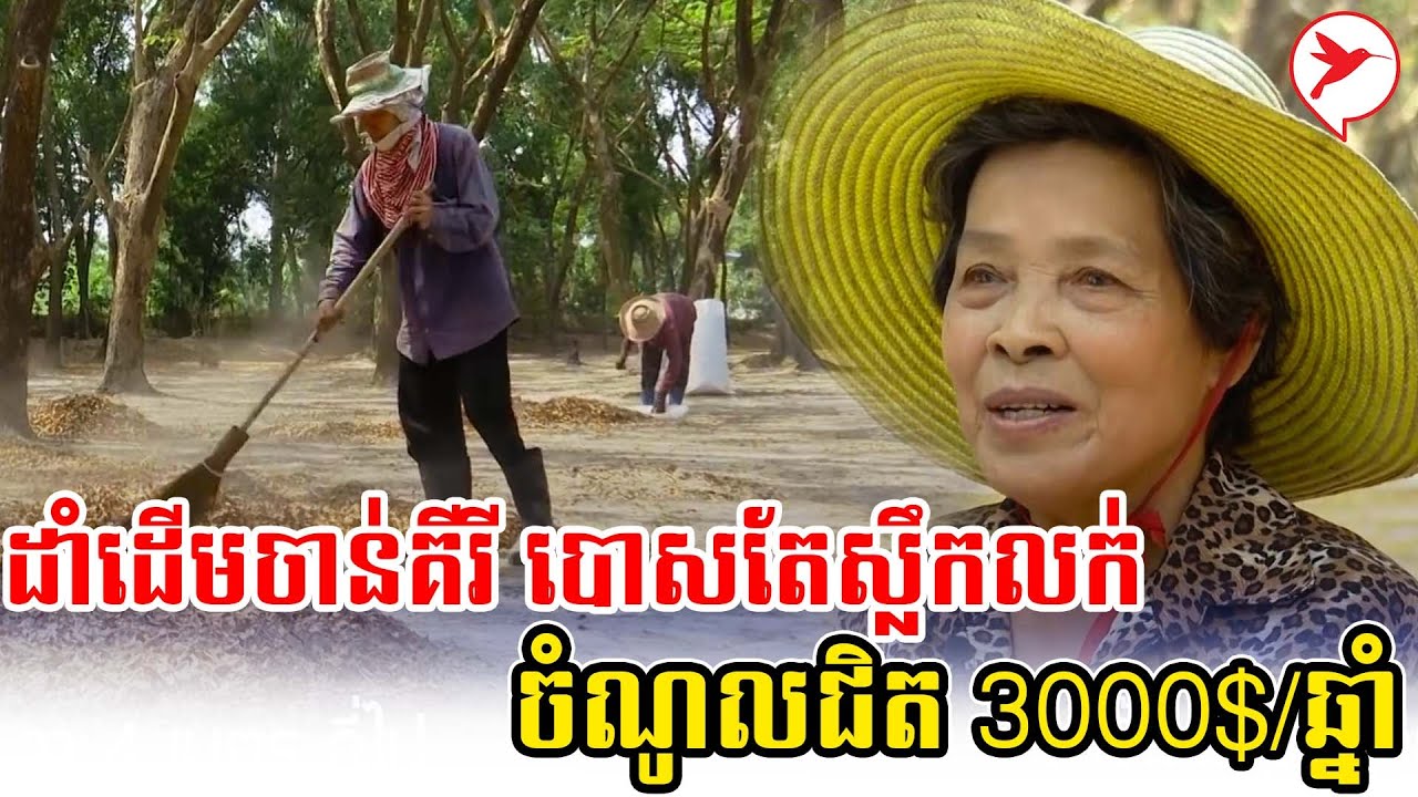 ដាំដើមចាន់គីរី បោសតែស្លឹកលក់ ចំណូលជិត 3000$/ឆ្នាំ | កម្មវិធីកសិកម្ម