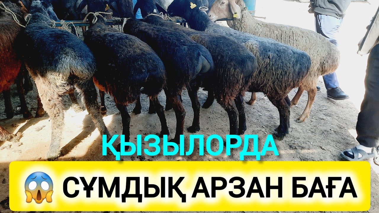 ҚЫЗЫЛОРДА МАЛ БАЗАРЫ, ҚОШҚАР ҚОЗЫЛЫ ҚОЙ ЛАҚТЫ ЕШКІ БАҒАЛАРЫ.