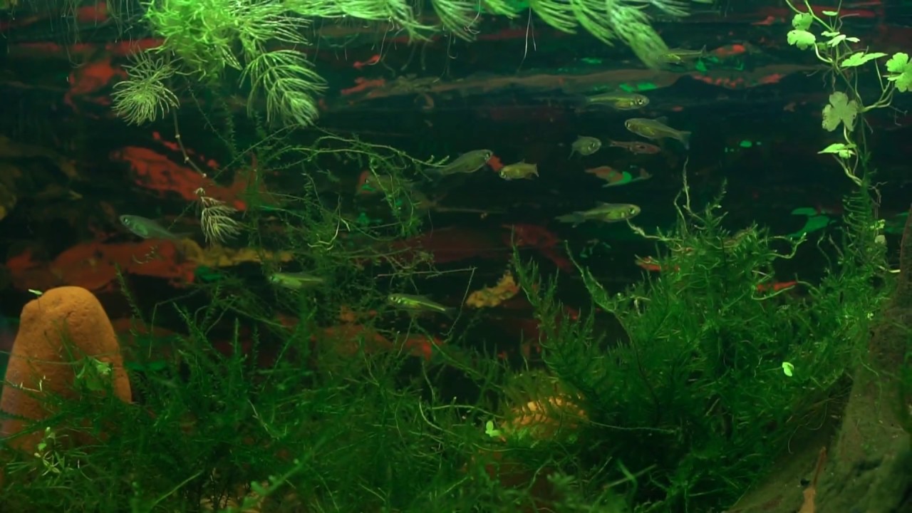Rasbora kubotai - Расбора Куботай