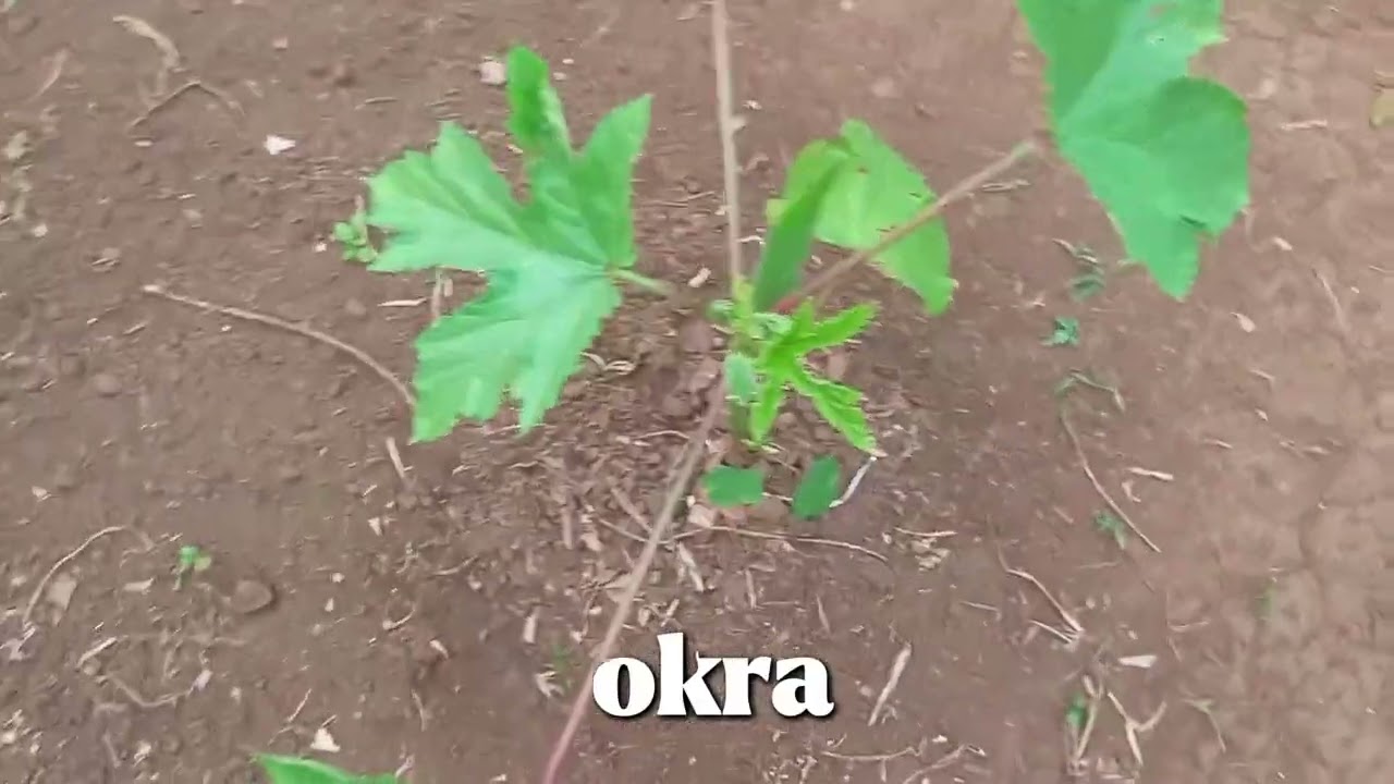 A day in a farmers 
