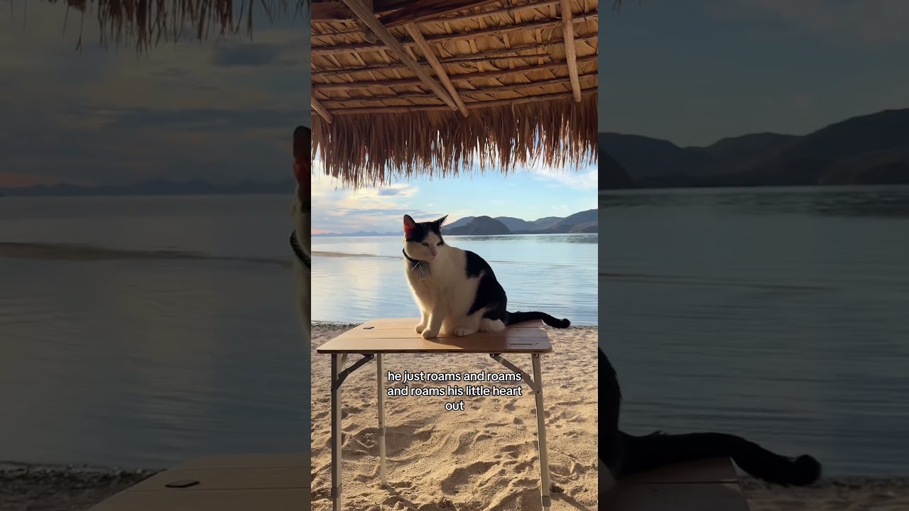DITL: solo van life in Mexico w/ my cat atlas. This was my favorite day yet&hellip; #solovanlife