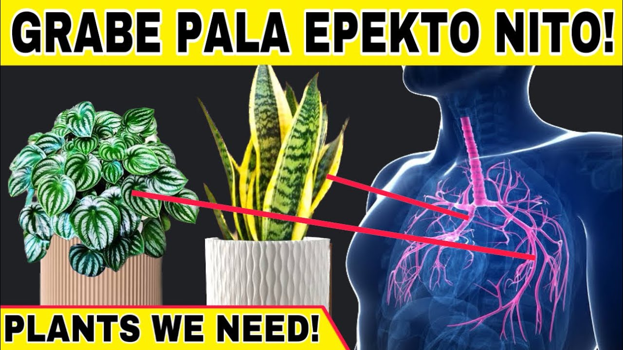 7 HEALTHIEST PLANTS FOR OUR HOUSE 2023 | 7 Halaman na dapat nasa loob ng bahay para sa good health