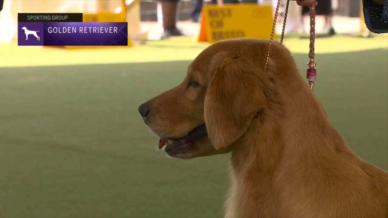 Retrievers (Golden) | Breed Judging 2023