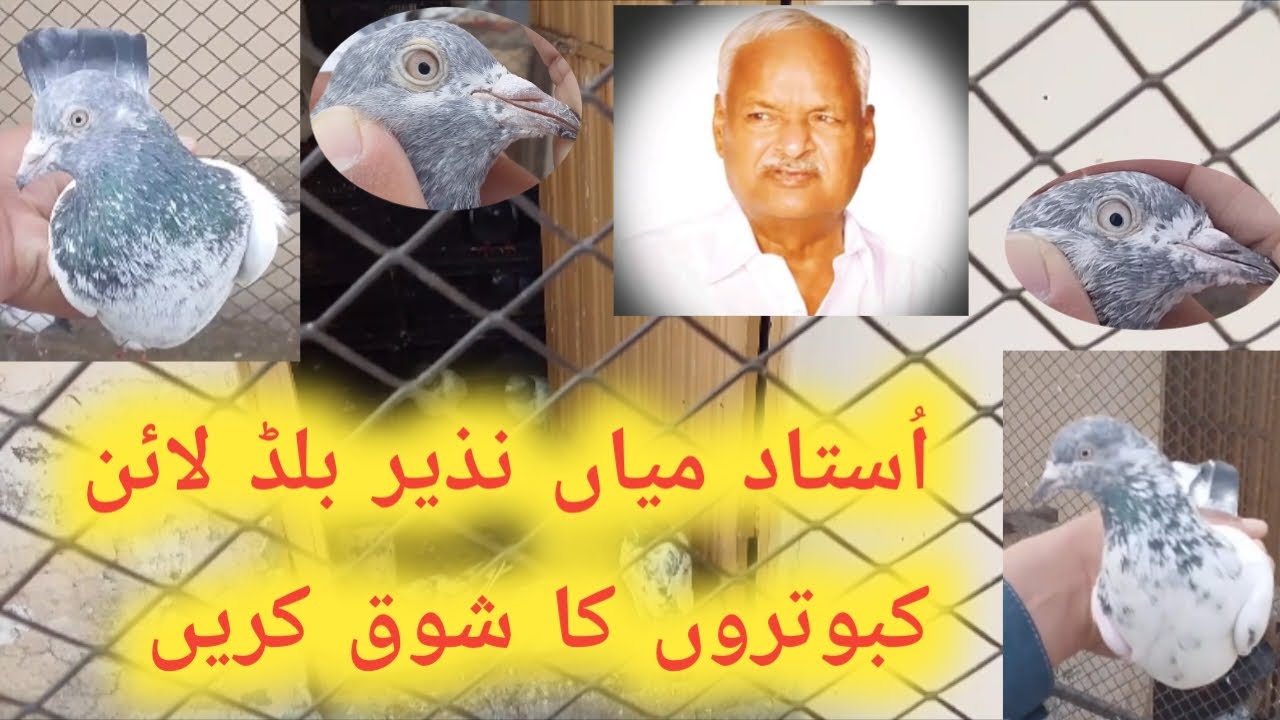 Ustad mian nazeer bloodline kabootaron ka shok karain 