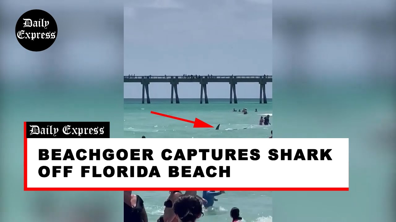 Beachgoer captures shark off Florida beach