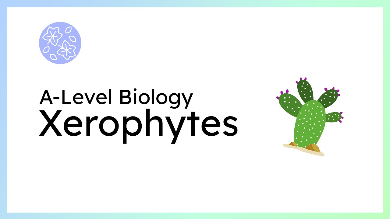 Xerophytic Plants (A-Level Biology) #revision #biology #bystudentsforstudents